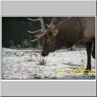 16018 446 Hirsch Jasper NP Kanada 2009.jpg